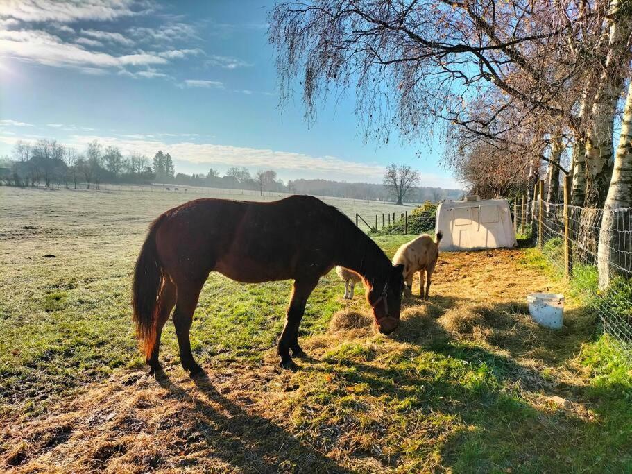 Gite La Dame Au Lit Gite A La Ferme Momignies Екстериор снимка